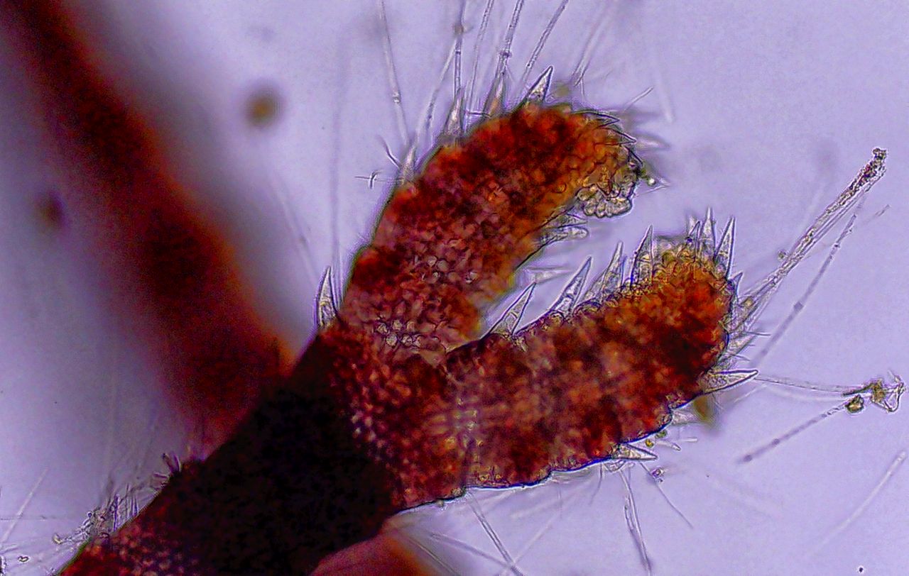 Il velcro del Tirreno, la storia di un''alga